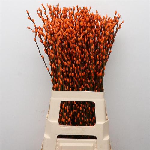 Salix caprea 'Snow Flake' kleurbehandeld H%