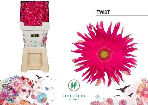 Gerbera grootbloemig krulvormig Gerpasta Twist