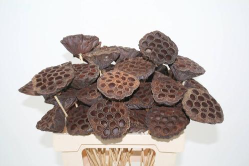 Lotus kolf op stok H%