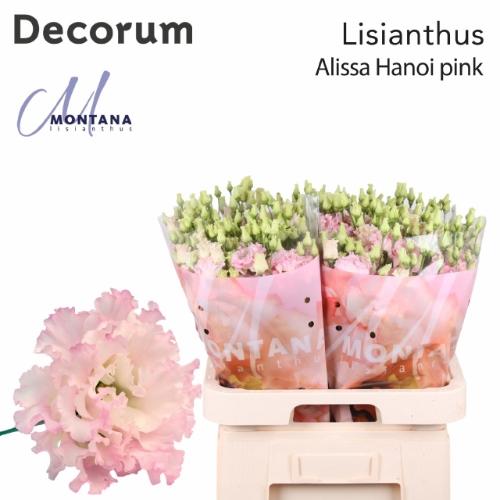 Eustoma russellianum gevuldbloemig 'Alissa Pink'