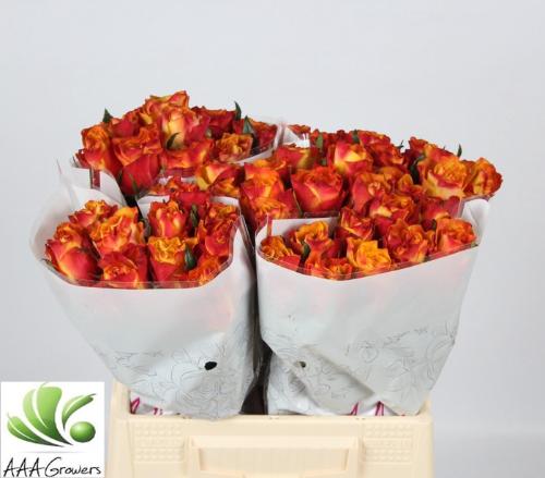 Rosa grootbloemig Downtown!