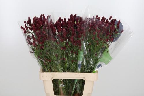 Sanguisorba officinalis 'Red Dream'