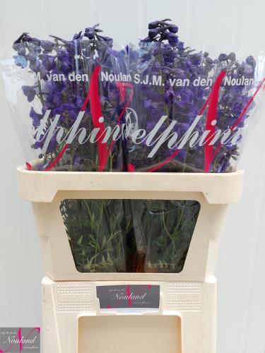 Delphinium Belladonna Grp enkelbloemig 'Atlantis'