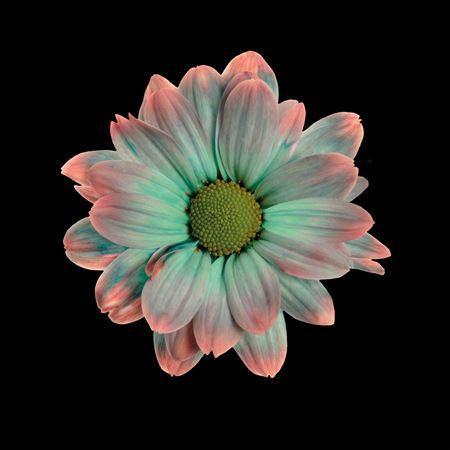 Chrysanthemum Indicum Grp tros kas kleurbehandeld H%