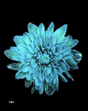 Chrysanthemum Indicum Grp tros kas kleurbehandeld H%