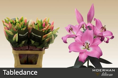 Lilium Oriental x Trumpet Grp 'Tabledance'