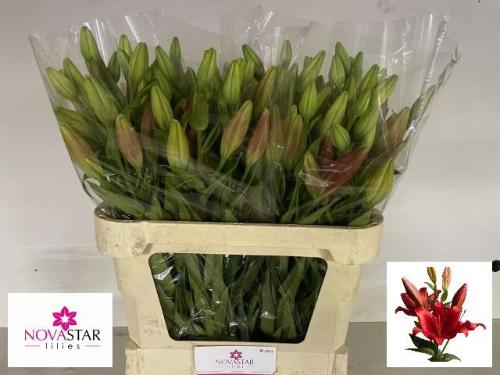 Lilium (La-Hybrids Grp) 'Pokerface'