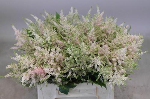 Astilbe Japonica Grp 'Europa'