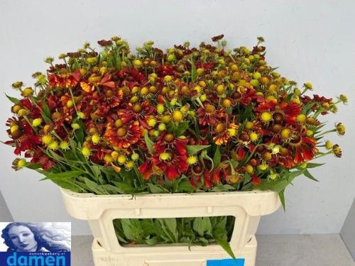 Helenium 'Festival'