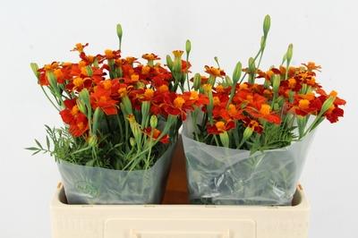 Tagetes overig