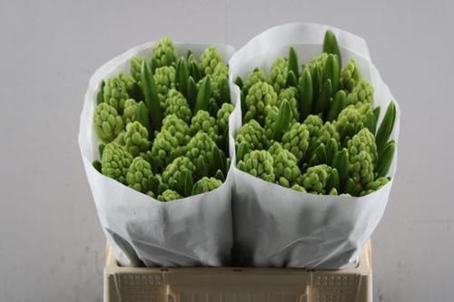 Hyacinthus orientalis 'Pallas'