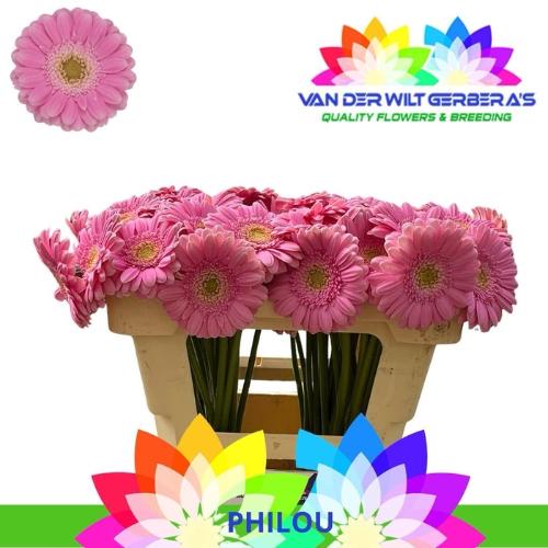 Gerbera mini Philou