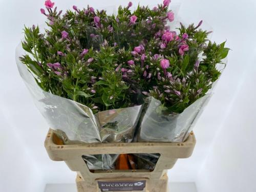 Phlox (Paniculata Grp)  'Sweet Kiki'