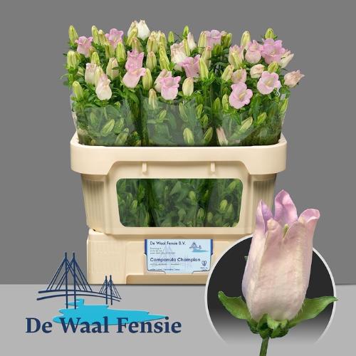 Campanula medium 'Campana Pearl Pink'