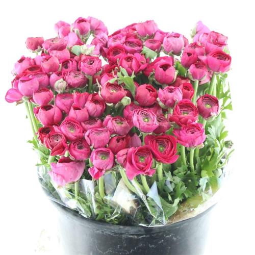 Ranunculus asiaticus 'Elegance Hot Pink'