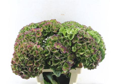 Hydrangea macrophylla Magical Opal (classic)