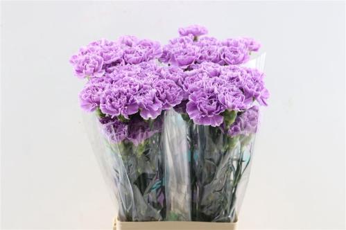 Dianthus standaard Florigene Moonaqua