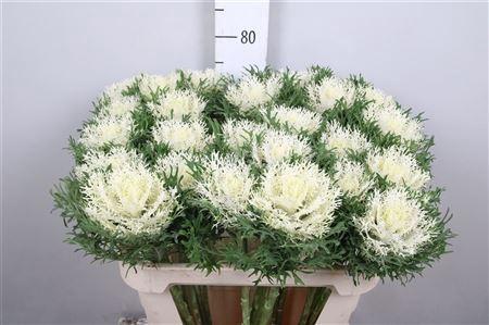 Brassica oleracea 'Crane Feather Pure White'