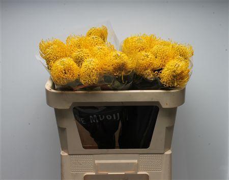 Leucospermum Ayoba Yellow