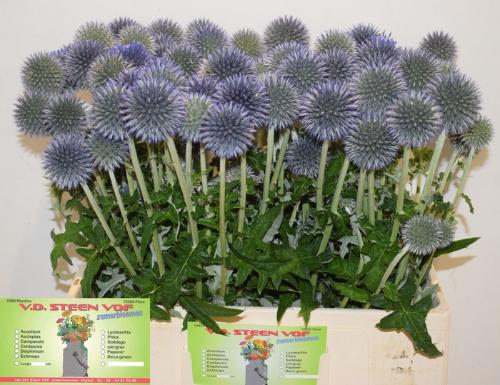 Echinops bannaticus 'Blue Globe'