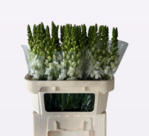 Antirrhinum majus 'Opus Fresh White'