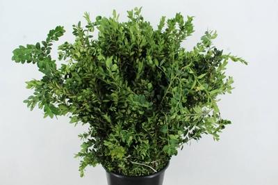 Buxus sempervirens
