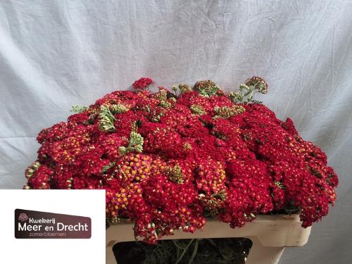 Achillea millefolium 'Paprika'