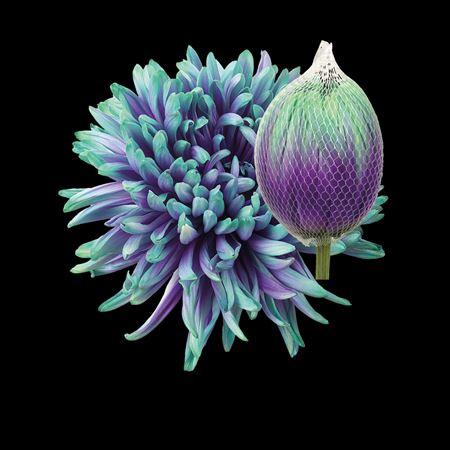 Chrysanthemum (Indicum Grp) geplozen Antonov kleurbehandeld H%
