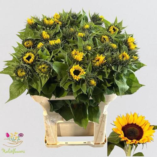 Helianthus annuus 'Sunrich Orange'