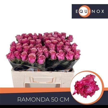 Rosa grootbloemig Ramonda