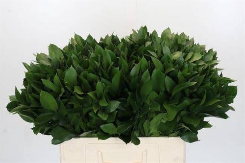 Ruscus hypophyllum (groot blad)