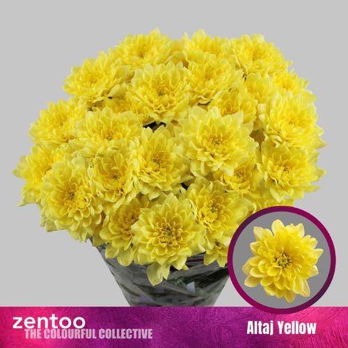 Chrysanthemum (Indicum Grp) tros Altaj Yellow