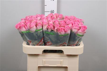 Rosa grootbloemig Revival