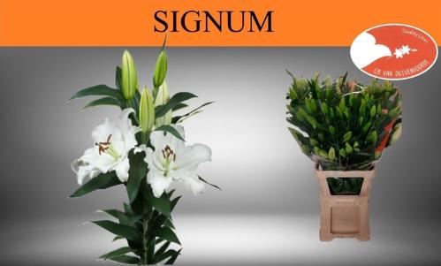 Lilium Oriental Grp Signum