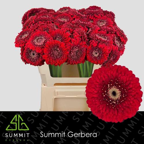 Gerbera mini bolvormig Pomponi Floyd