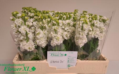 Matthiola incana StoX White
