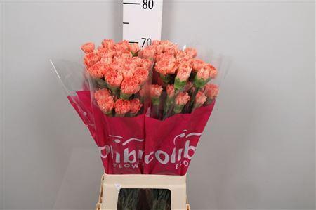 Dianthus standaard overig