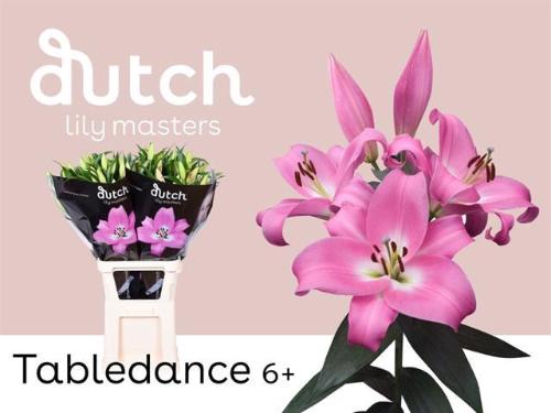 Lilium Oriental x Trumpet Grp 'Tabledance'
