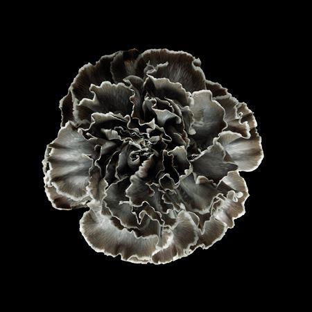 Dianthus standaard kleurbehandeld H%