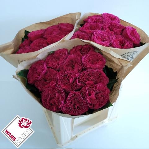 Rosa grootbloemig Pink 'N Pretty