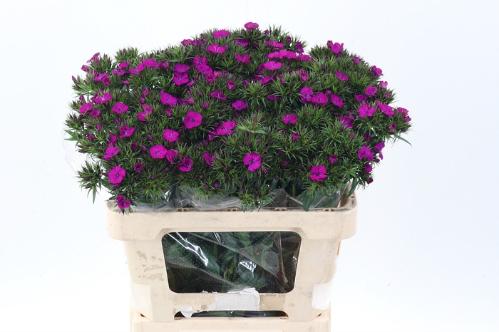 Dianthus barbatus 'Amazon Neon Purple'