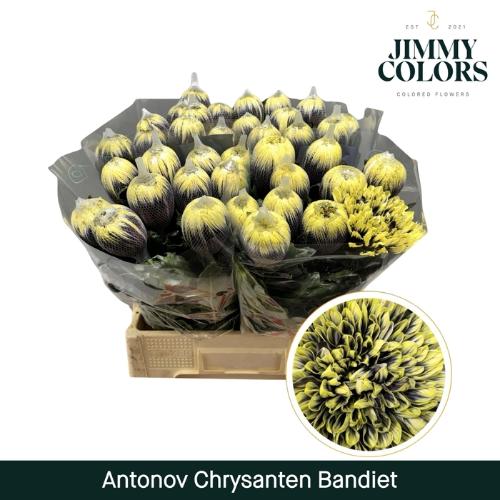 Chrysanthemum (Indicum Grp) geplozen Antonov kleurbehandeld H%