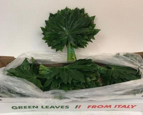 Fatsia japonica (blad)