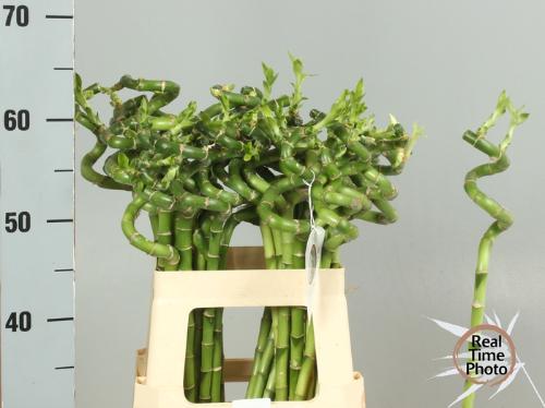 Dracaena sanderiana Lucky Bamboo