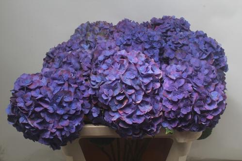 Hydrangea macrophylla 'Midnight Sky'
