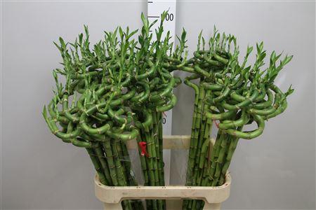 Dracaena sanderiana Lucky Bamboo