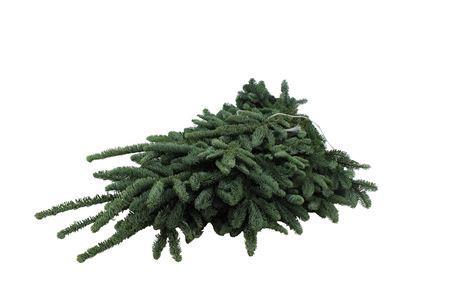 Abies procera Nobilis Blauw per kilo