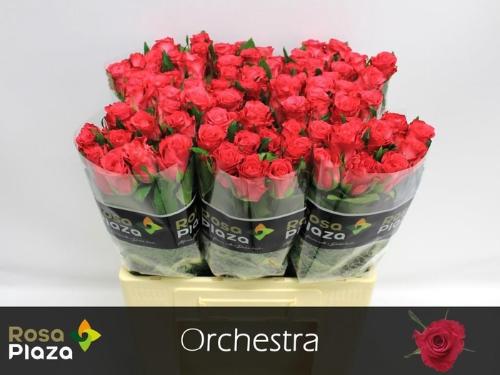 Rosa grootbloemig Orchestra