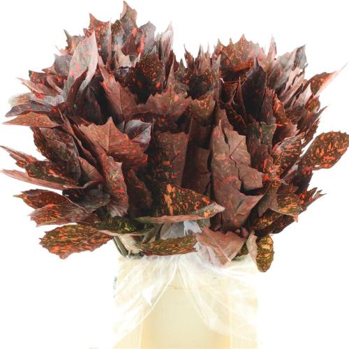 Aucuba japonica (decor) per bos