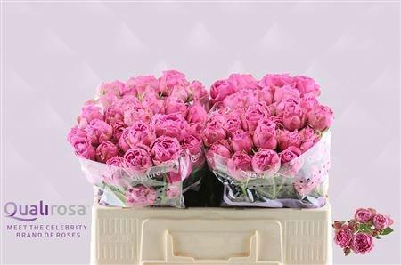 Rosa tros Purple Bubbles